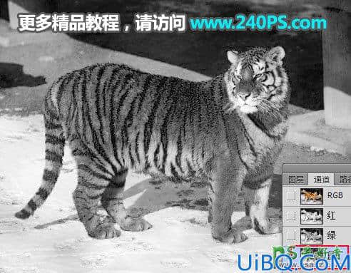 Photoshop通道抠图教程：巧用多个通道快速抠出正在晒太阳的东北虎图片