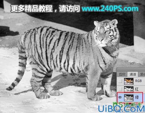 Photoshop通道抠图教程：巧用多个通道快速抠出正在晒太阳的东北虎图片