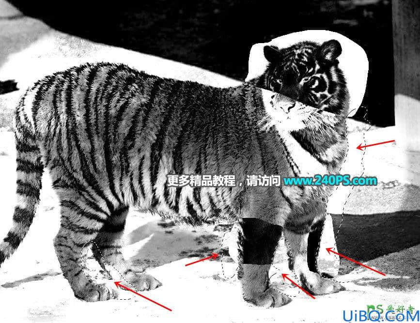Photoshop通道抠图教程：巧用多个通道快速抠出正在晒太阳的东北虎图片