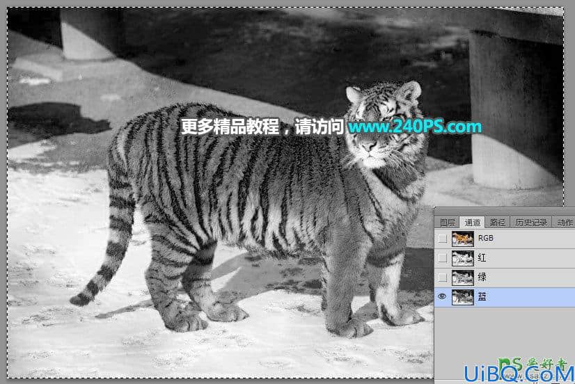 Photoshop通道抠图教程：巧用多个通道快速抠出正在晒太阳的东北虎图片