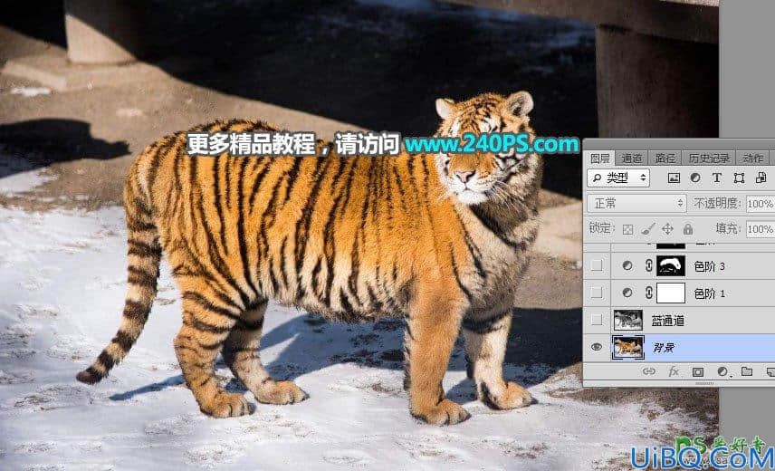 Photoshop通道抠图教程：巧用多个通道快速抠出正在晒太阳的东北虎图片