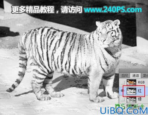 Photoshop通道抠图教程：巧用多个通道快速抠出正在晒太阳的东北虎图片
