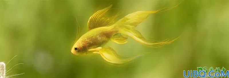 Photoshop图像合成实例：创意打造可爱的小菊猫与飞舞的金鱼玩耍场景。