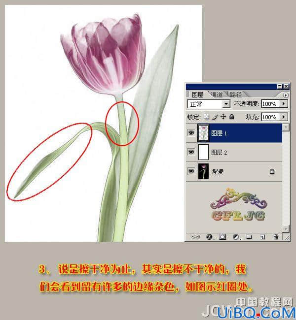 利用背景橡皮擦工具快速抠出背景单一的花朵