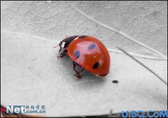 Photoshop制作漂亮的青草字