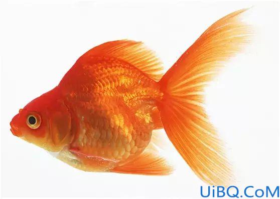 奇幻合成，通过Photoshop合成一个创意的西瓜鱼缸