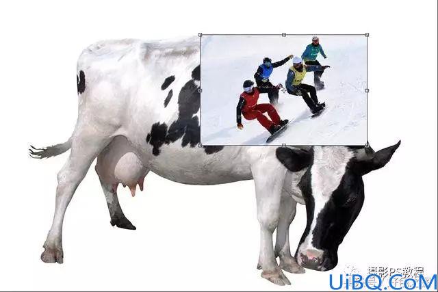 创意合成，制作一副运动员在奶牛背上滑雪的创意图片