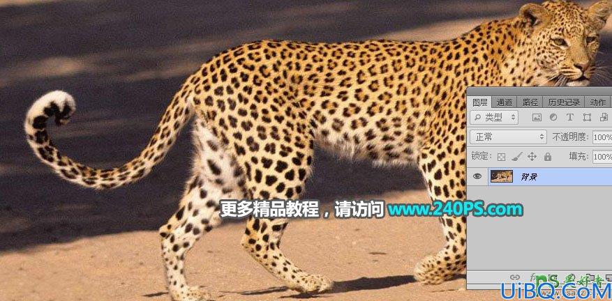 Photoshop创意合成花豹的二次曝光效果，让花豹融入了唯美的稀树草原。