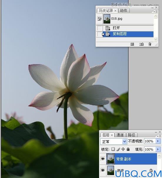 Photoshop多张图片合成一张荷花图