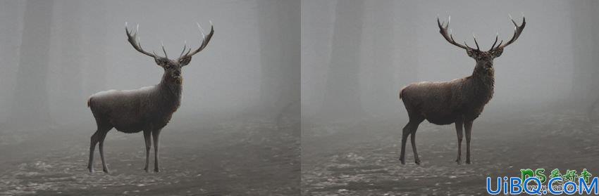 Photoshop梦幻动物场景合成实例：打造深夜月光下迷雾森林中行走的鹿王。