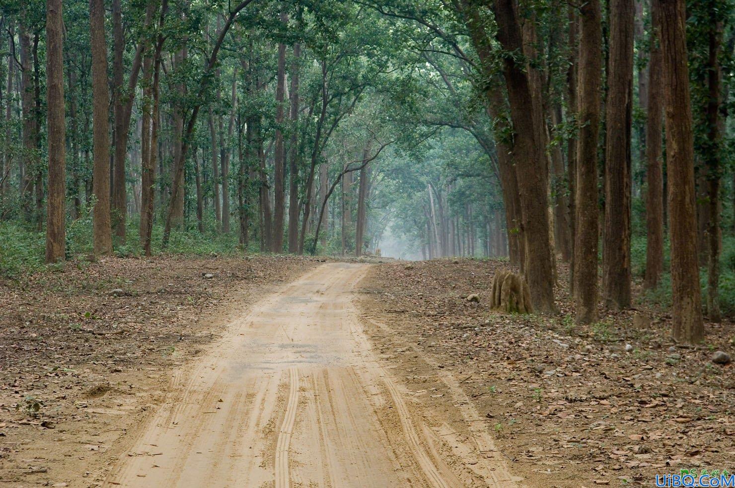 Photoshop梦幻动物场景合成实例：打造深夜月光下迷雾森林中行走的鹿王。