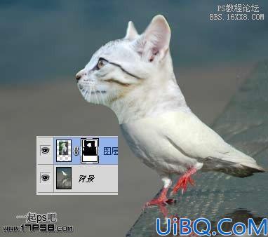 Photoshop搞笑图片合成-猫脸鸽子