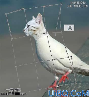 Photoshop搞笑图片合成-猫脸鸽子