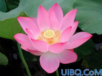 Photoshop图像的合成—花中仙子的制作