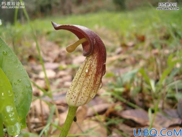 photoshop合成外星植物