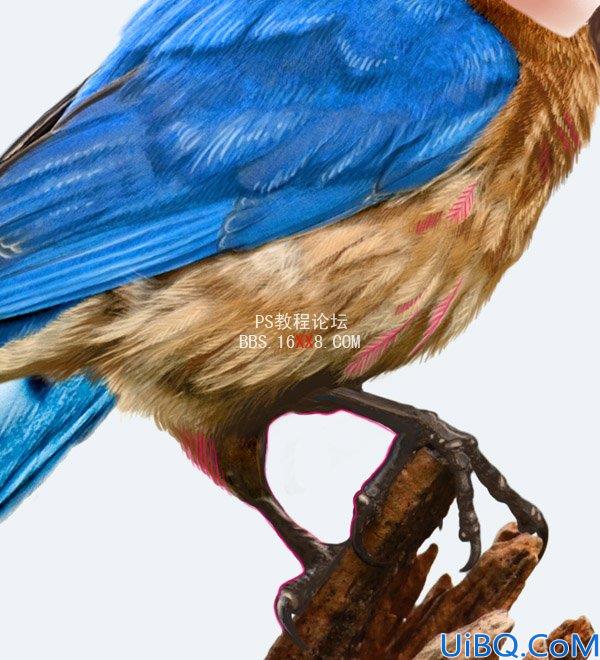 PHOTOSHOP教程:创建一个梦幻的小鸟女孩画像