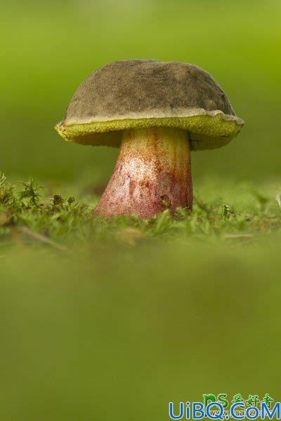 Photoshop创意合成可爱的小熊和蜗牛在磨菇屋顶赏月色的场景