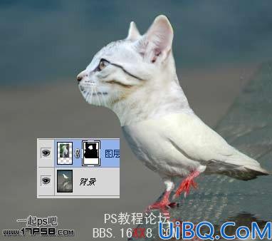 PhotoShop为鸽子换猫头的移花接木教程
