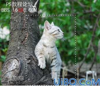 PhotoShop为鸽子换猫头的移花接木教程