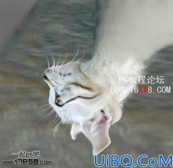 PhotoShop为鸽子换猫头的移花接木教程