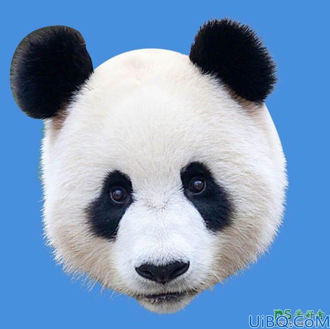 Photoshop人与动物合成教程：把大熊猫与老人合成出密林中看报的熊猫人
