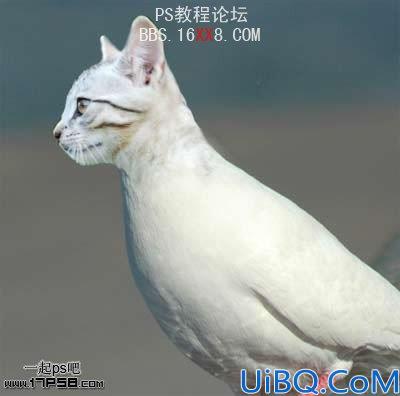 PhotoShop为鸽子换猫头的移花接木教程