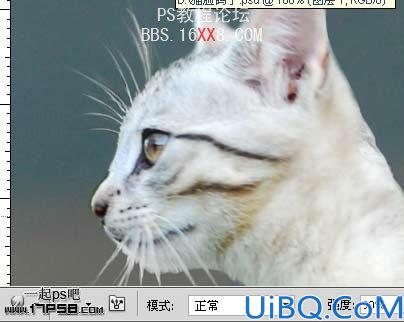 PhotoShop为鸽子换猫头的移花接木教程