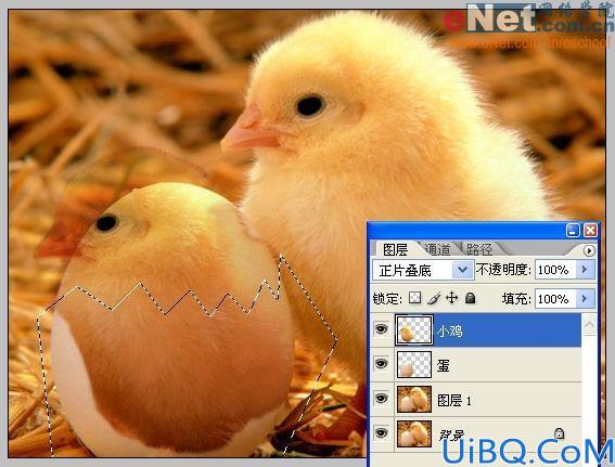 Photoshop合成蛋壳里的小鸡
