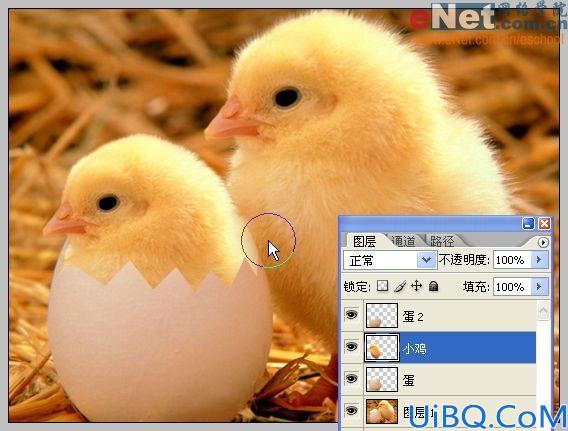 Photoshop合成蛋壳里的小鸡