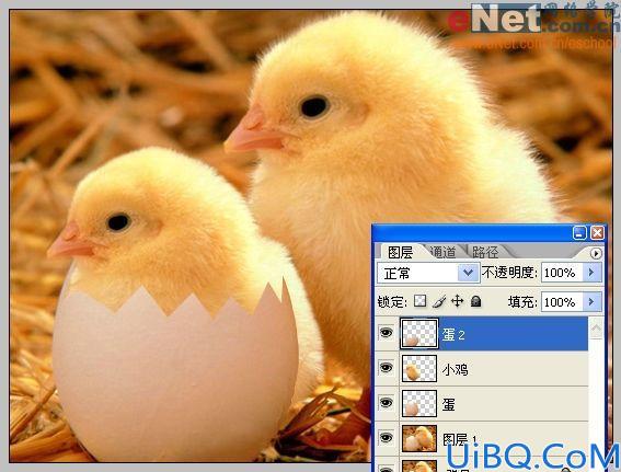 Photoshop合成蛋壳里的小鸡