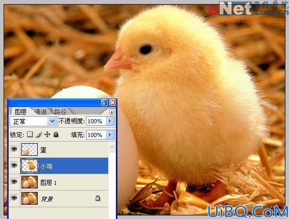 Photoshop合成蛋壳里的小鸡