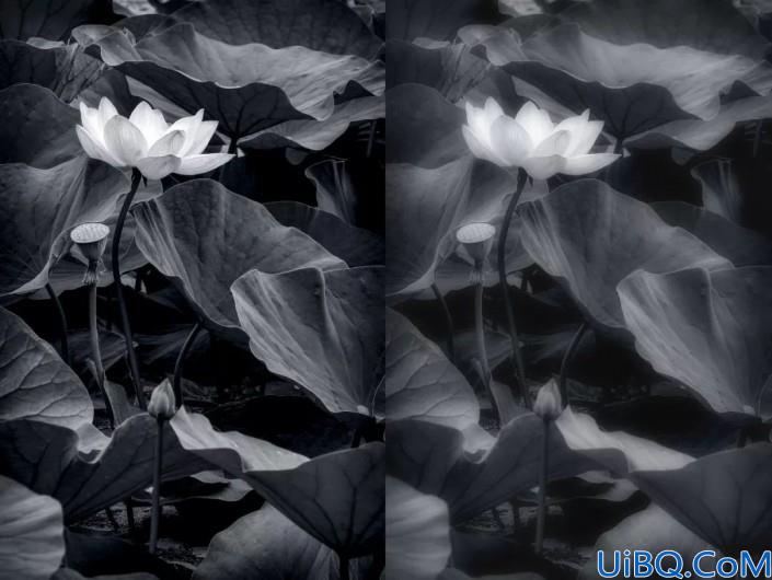 柔焦效果，用Photoshop中的模糊工具给照片制作柔焦效果
