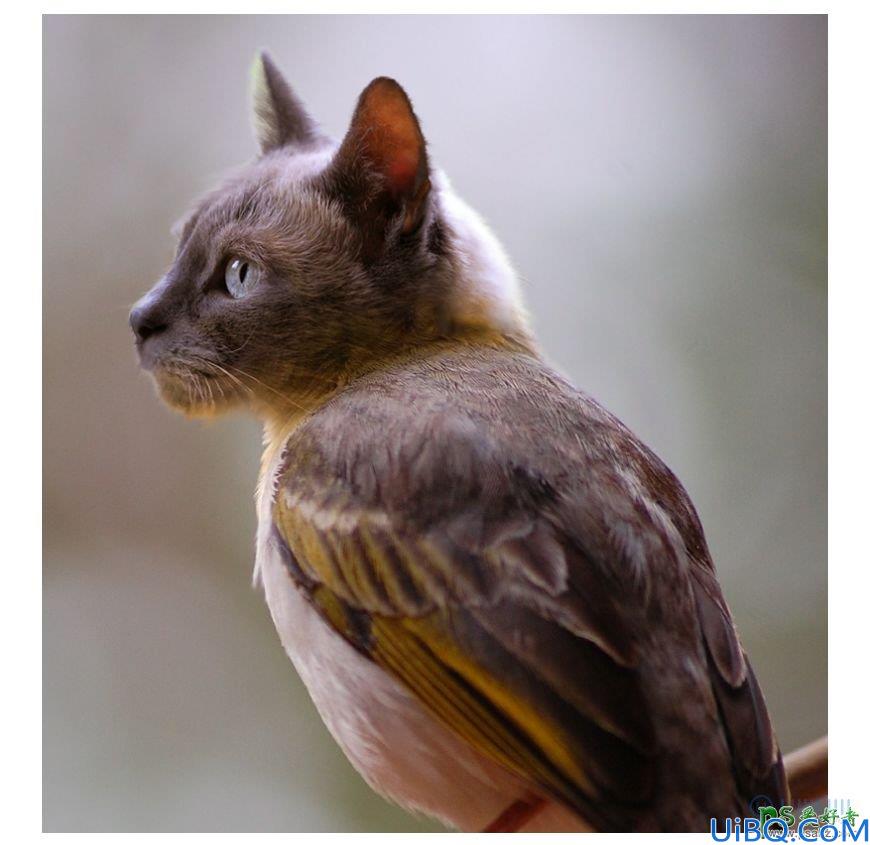 Photoshop动物合成教程：把可爱的猫头合成的鸟身上，像是变异的猫头鹰。