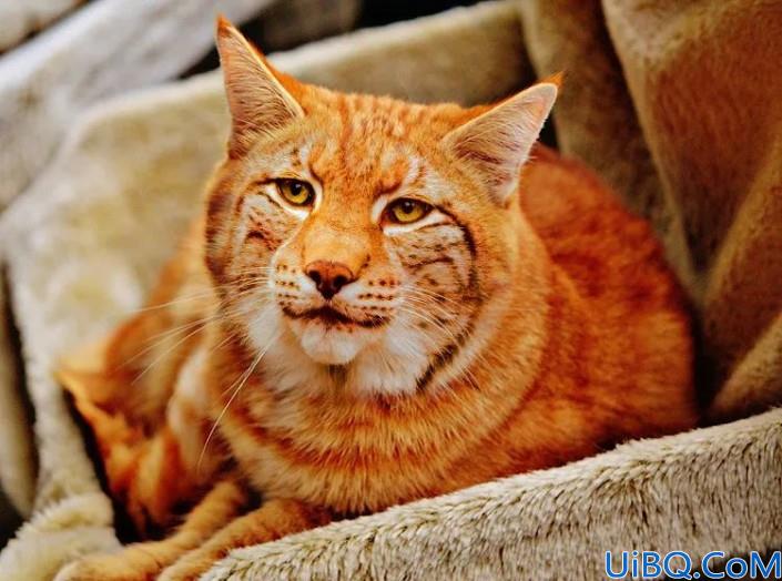 Photoshop动物换脸教程：利且合成技术给可爱的猫咪换上雪豹的头像，脸。