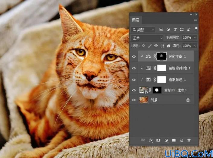 Photoshop动物换脸教程：利且合成技术给可爱的猫咪换上雪豹的头像，脸。