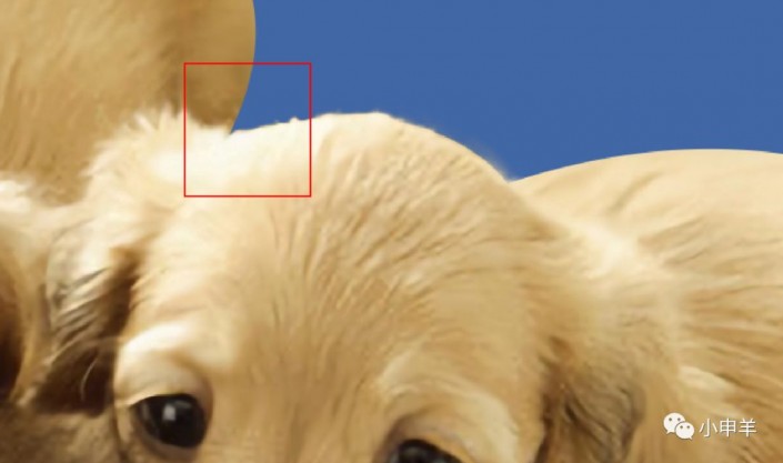 抠动物，在Photoshop中用色彩范围抠出可爱的狗狗