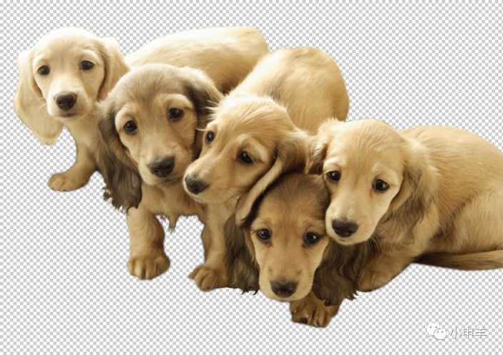 抠动物，在Photoshop中用色彩范围抠出可爱的狗狗