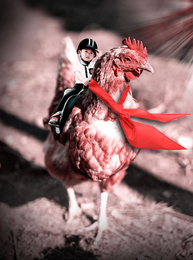 Photoshop合成教程：创意打造小女孩骑着戴红领巾的大公鸡悠闲散步的场景