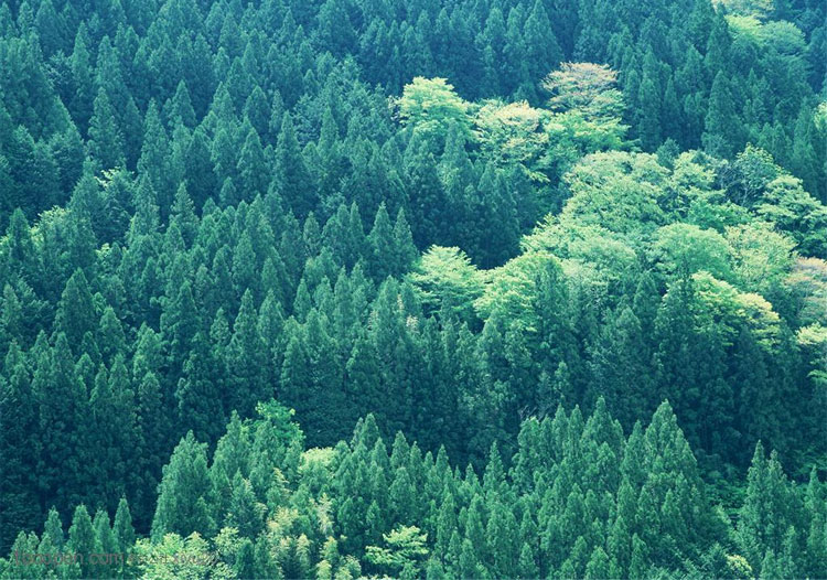 Photoshop合成教程：合成探险者在面粉山采摘长在鸡蛋壳里的金色花朵。