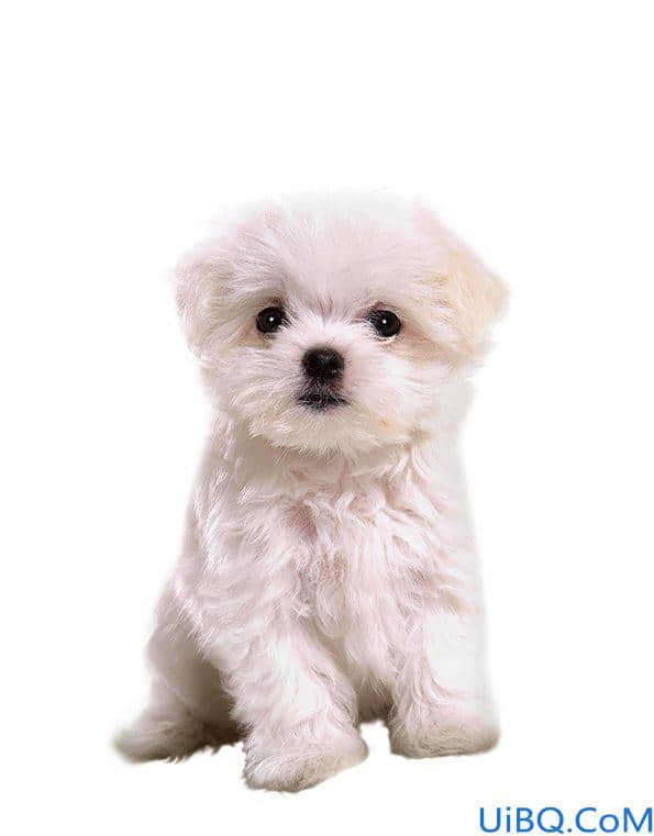 Photoshop创意合成教程：打造戴眼镜时尚汪星人，戴眼镜可爱的小狗狗。