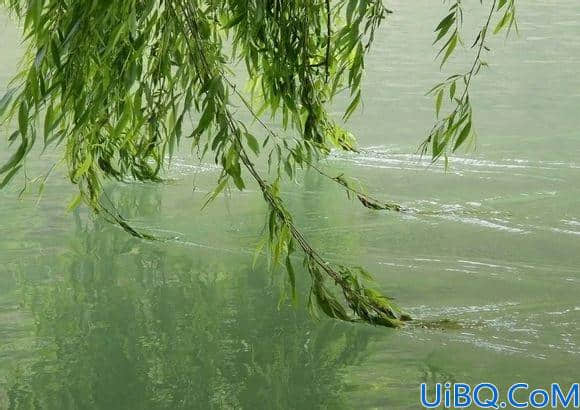 学习用Photoshop抠水波纹素材图给河边的垂柳更换波纹。