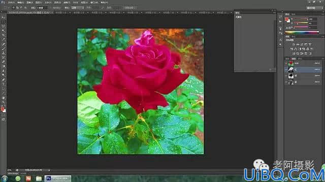 工具运用，用Photoshop给颜色溢出严重的红色月季花校正颜色