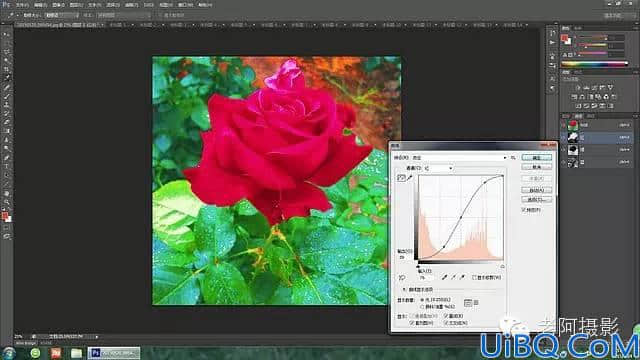 工具运用，用Photoshop给颜色溢出严重的红色月季花校正颜色