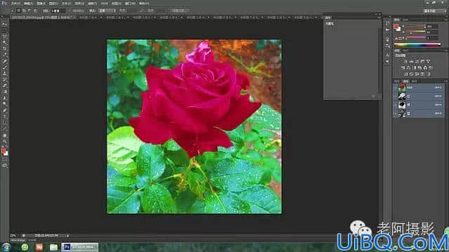工具运用，用Photoshop给颜色溢出严重的红色月季花校正颜色