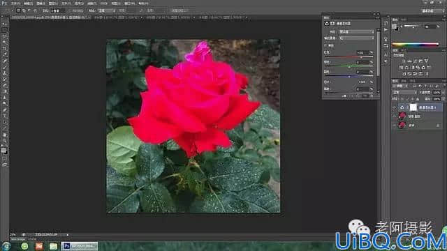 工具运用，用Photoshop给颜色溢出严重的红色月季花校正颜色