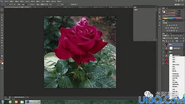 Photoshop工具运用技巧教程：学习给颜色溢出严重的红色月季花校正色彩。