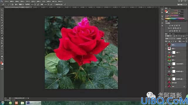 Photoshop工具运用技巧教程：学习给颜色溢出严重的红色月季花校正色彩。