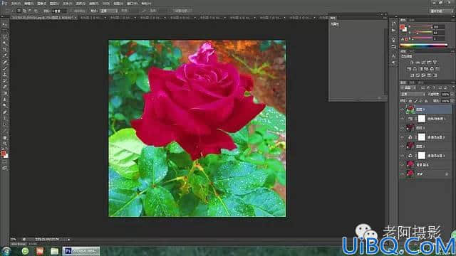 Photoshop工具运用技巧教程：学习给颜色溢出严重的红色月季花校正色彩。