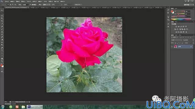 Photoshop工具运用技巧教程：学习给颜色溢出严重的红色月季花校正色彩。