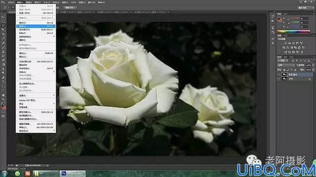 Photoshop工具运用：学习用内容识别工具修复拍摄效果不好的花卉照片。